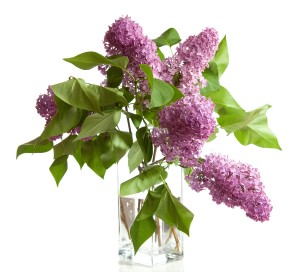 bigstock-bouquet-of-spring-purple-Lilac-33899651